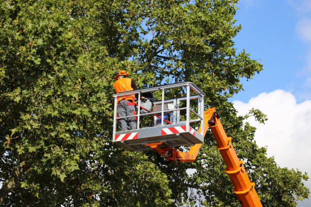 Best Firewood Processing and Delivery  in Wagner, SD