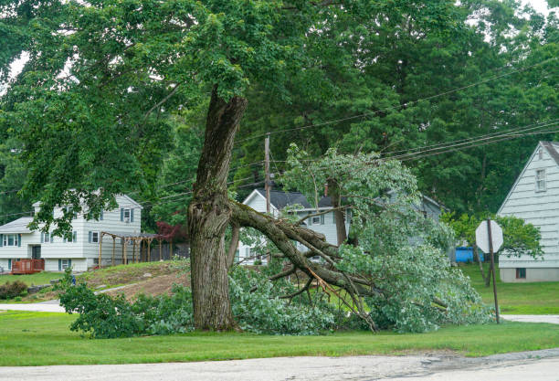 Reliable Wagner, SD Tree Services Solutions