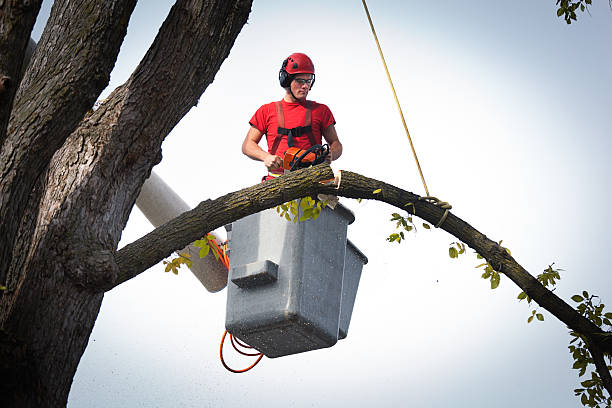 Best Tree Cabling and Bracing  in Wagner, SD