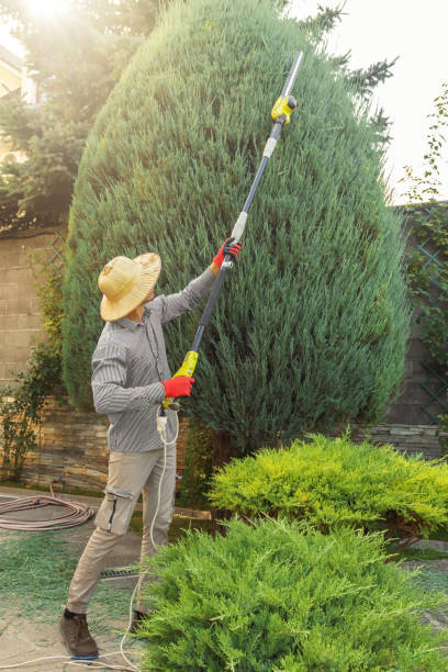 Best Leaf Removal  in Wagner, SD