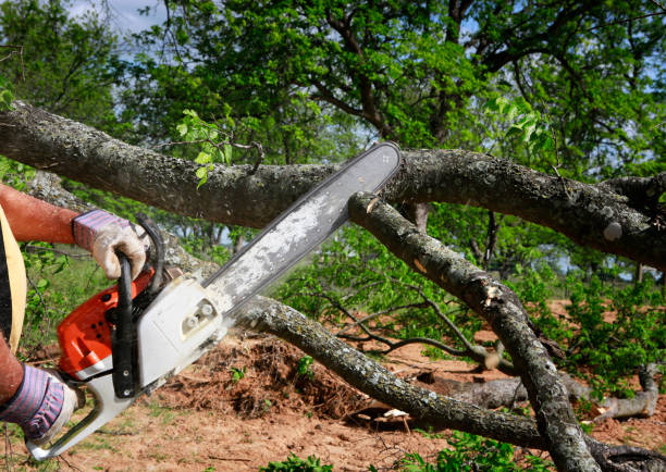 Best Tree Health Inspection  in Wagner, SD